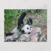 ジャイアントパンダの踏切の写真 ポストカード (正面)