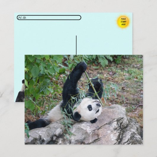 ジャイアントパンダの踏切の写真 ポストカード (正面/裏面)