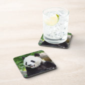 ジャイアントパンダの食べ物のタケ コースター (右側)
