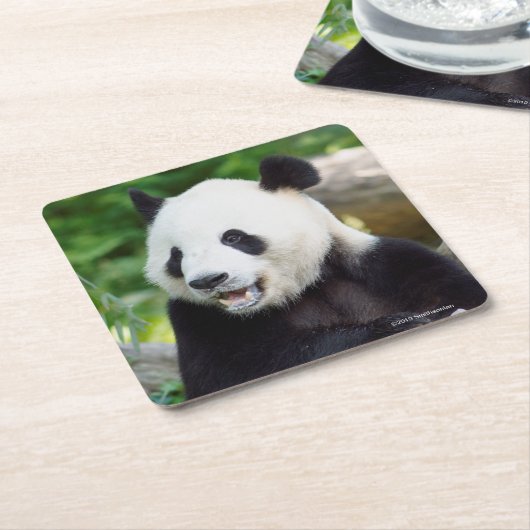 ジャイアントパンダの食べ物のタケ スクエアペーパーコースター (アングル)