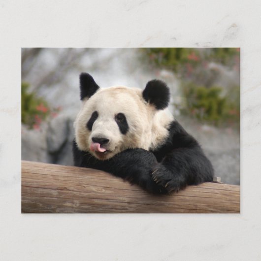 ジャイアントパンダはがき ポストカード (正面)