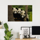 ジャイアントパンダベビーアイロポダメラノロイカ) 3 ポスター (ホームオフィス)