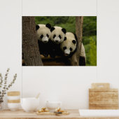 ジャイアントパンダベビーアイロポダメラノロイカ) 3 ポスター (キッチン)