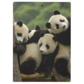 ジャイアントパンダベビーイリノポダメラノロイカ) クリップボード (裏面)