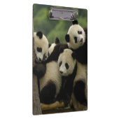 ジャイアントパンダベビーイリノポダメラノロイカ) クリップボード (右)