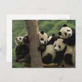 ジャイアントパンダベビーイリノポダメラノロイカ) ポストカード (正面/裏面)