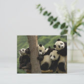 ジャイアントパンダベビーイリノポダメラノロイカ) ポストカード (スタンド正面)