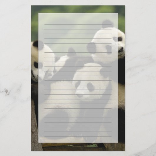 ジャイアントパンダベビーイリノポダメラノロイカ) 便箋 (正面)