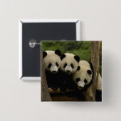 ジャイアントパンダベビーイリノポダメラノロイカ) 缶バッジ (正面&裏面)