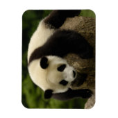 ジャイアントパンダベビー（アイロポダメラノロイカ） マグネット (縦)