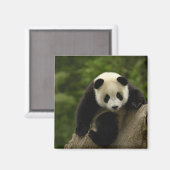 ジャイアントパンダベビー マグネット (正面/裏面)