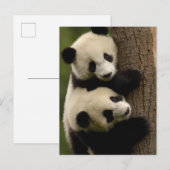 ジャイアントパンダベビー(Ailuropoda melanoleuca) 2 ポストカード (正面/裏面)