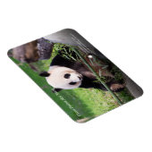 ジャイアントパンダメイシャン マグネット (右側)