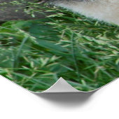 ジャイアントパンダ座 ポスター (角)