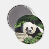 ジャイアントパンダ昼寝 マグネット (正面/裏面)