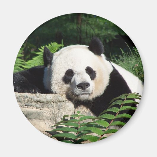 ジャイアントパンダ昼寝 マグネット (正面)