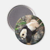 ジャイアントパンダ登山ダウンツリー マグネット (正面/裏面)