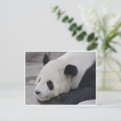 ジャイアントパンダ ポストカード (スタンド正面)