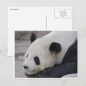 ジャイアントパンダ ポストカード (正面/裏面)