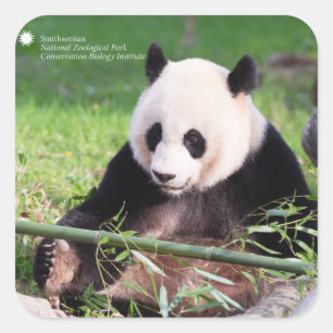 ジャイアントパンダMei Xiang スクエアシール
