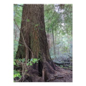ジャイアントフォレスト針葉樹自然 フォトプリント (正面)