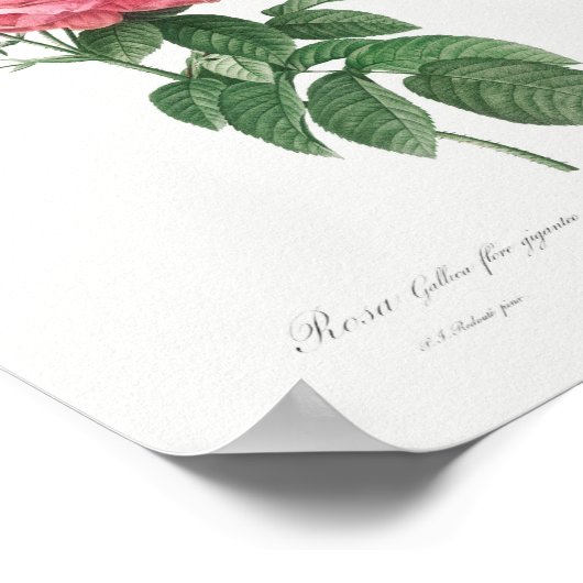 ジャイアントフランスのバラ開花ヴィンテージフローラピンクローズ ポスター (角)