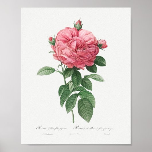 ジャイアントフランスのバラ開花ヴィンテージフローラピンクローズ ポスター (正面)