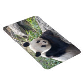 ジャイアントフレンドリーパンダ マグネット (右側)