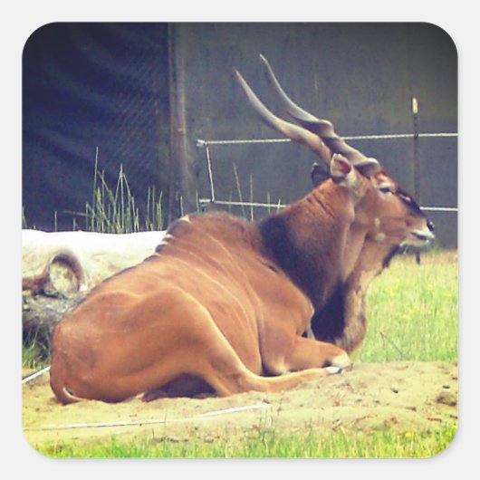 ジャイアントランドステッカー スクエアシール (正面)