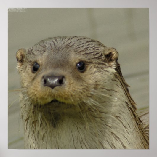 ジャイアントリバーのポスター ポスター (正面)