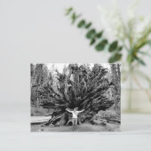 ジャイアントレッドウッズ – ポストカード (スタンド正面)