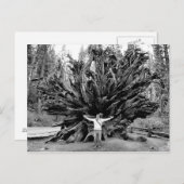 ジャイアントレッドウッズ – ポストカード (正面/裏面)