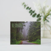 ジャイアントレッドウッドの木々，レッドウッドの国/州公園 ポストカード (スタンド正面)