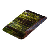 ジャイアントレッドウッドカリフォルニア通り マグネット (左側)