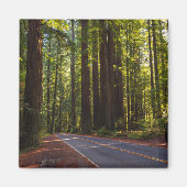 ジャイアントレッドウッドカリフォルニア通り マグネット (正面)