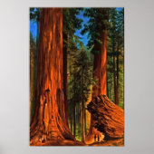 ジャイアントレッドウッドフォレストツリーズヨセミテバレーカリ ポスター (正面)