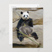 ジャイアント食べパンダ竹 シーズンポストカード (正面/裏面)