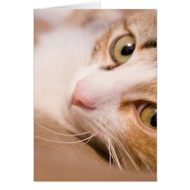 ジャイロコンパス猫 (正面)