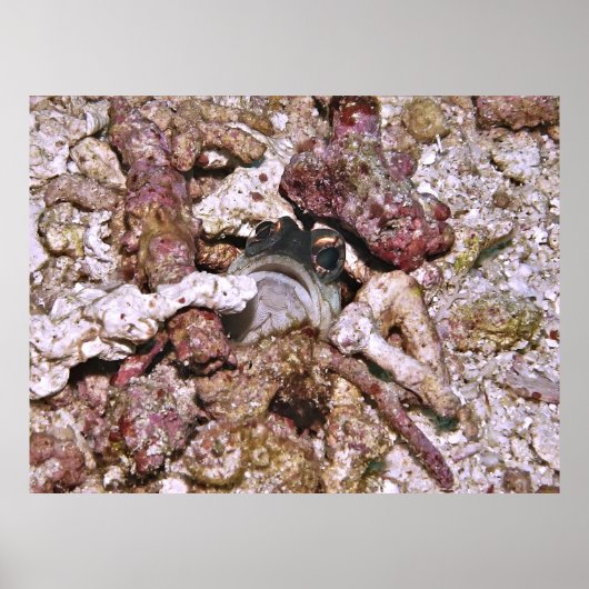 ジャウフィッシュのぞき ポスター (正面)