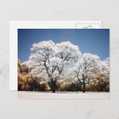 ジャカランダの木 ポストカード (正面/裏面)