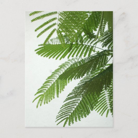 ジャカランダ葉ツリー ポストカード (正面)