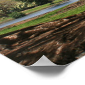 ジャカランダ開花 ポスター (角)