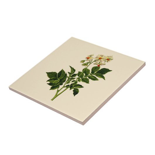 ジャガイモ タイル (側面)