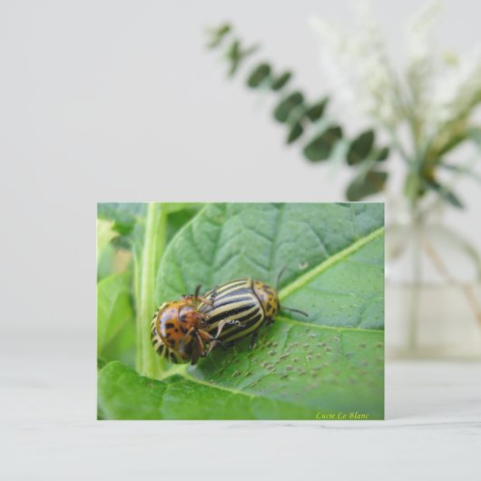 ジャガイ ポストカード (スタンド正面)