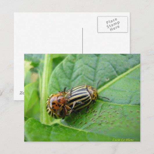 ジャガイ ポストカード (正面/裏面)