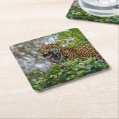 ジャガーのうなり声 スクエアペーパーコースター (アングル)