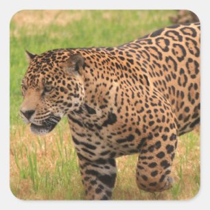 ジャガーのステッカー スクエアシール