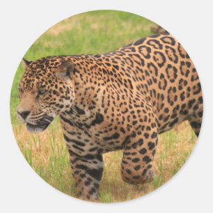 ジャガーのステッカー ラウンドシール