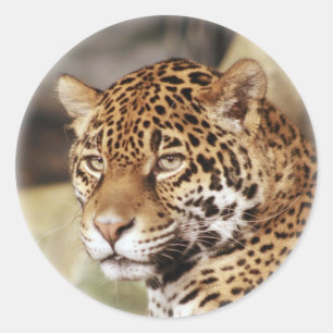 ジャガーのステッカー ラウンドシール