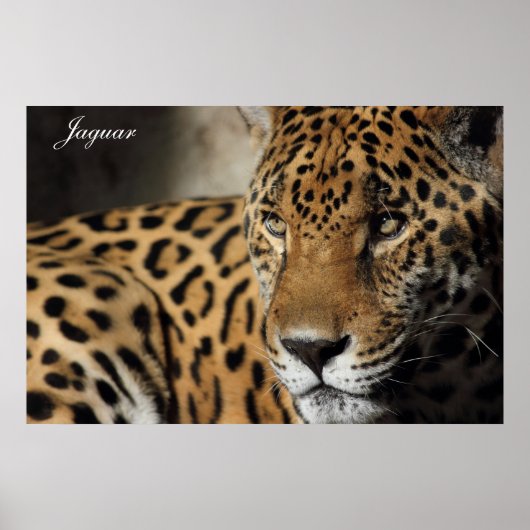 ジャガーのポスター ポスター (正面)